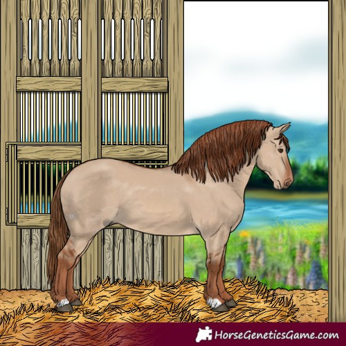 Horse Color:Red Dun 