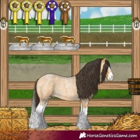 Horse Color:Buckskin Roan Splash 