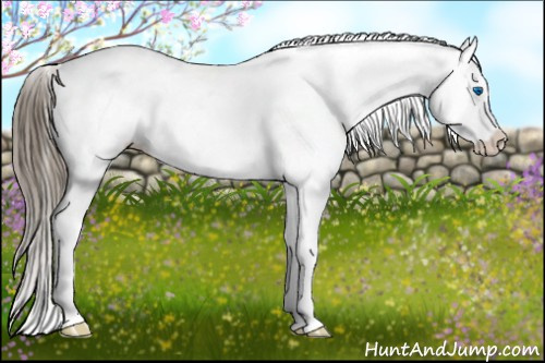 Horse Color:Liver Chestnut Splash Appaloosa