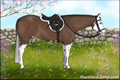 Horse Color:Liver Chestnut Splash 