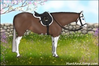 Horse Color:Liver Chestnut Splash 