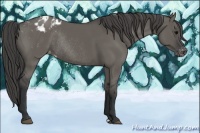 Horse Color:Grullo Appaloosa Rabicano 