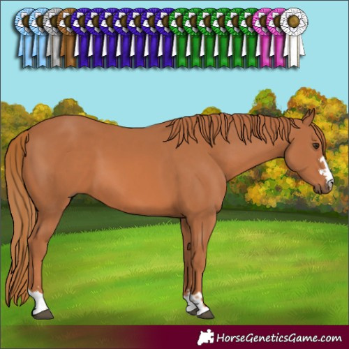 Horse Color:Chestnut 
