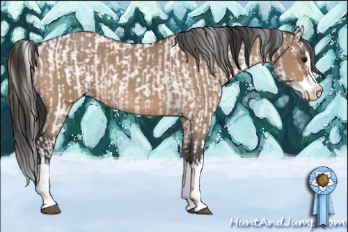 Horse Color:Bay Dun Sabino Appaloosa and Bay Roan Dun Splash