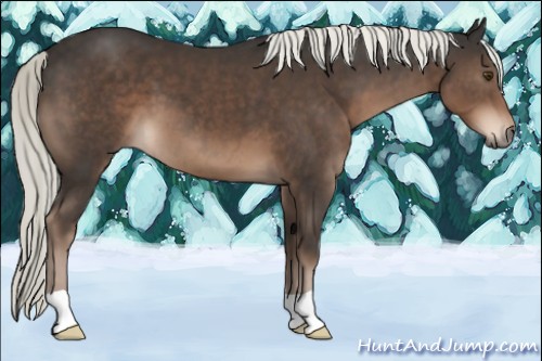 Horse Color:Liver Chestnut Mushroom 