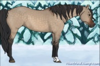 Horse Color:Brown Dun 