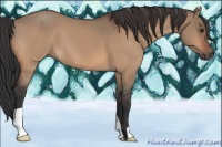Horse Color:Bay Dun 