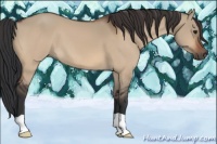 Horse Color:Brown Dun 