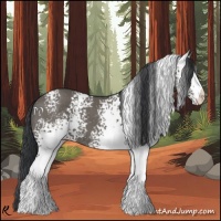 Horse Color:White Spotted Grullo 