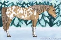 Horse Color:Chocolate Palomino Dun Tobiano Blanket 