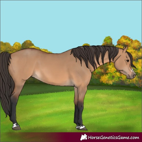 Horse Color:Bay Dun 