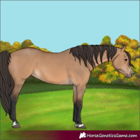Horse Color:Bay Dun