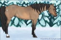 Horse Color:Bay Dun Tobiano Rabicano  and Bay Dun 