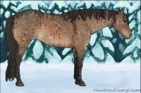 Horse Color:Brown Dun Appaloosa Brindle 