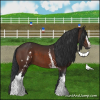 Horse Color:White Spotted Brown 