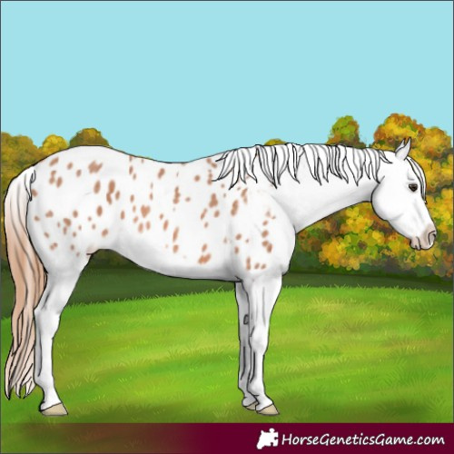 Horse Color:Red Roan Splash Appaloosa 