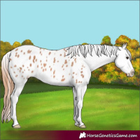 Horse Color:Red Roan Splash Appaloosa
