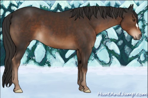 Horse Color:Liver Chestnut 