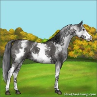Horse Color:White Spotted Black 