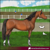 Horse Color:Bay Tobiano 