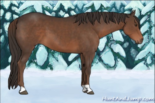 Horse Color:Liver Chestnut