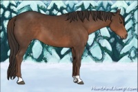 Horse Color:Liver Chestnut 