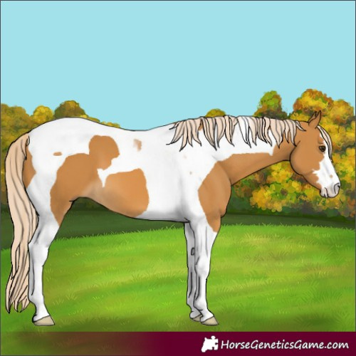 Horse Color:Palomino Tobiano 