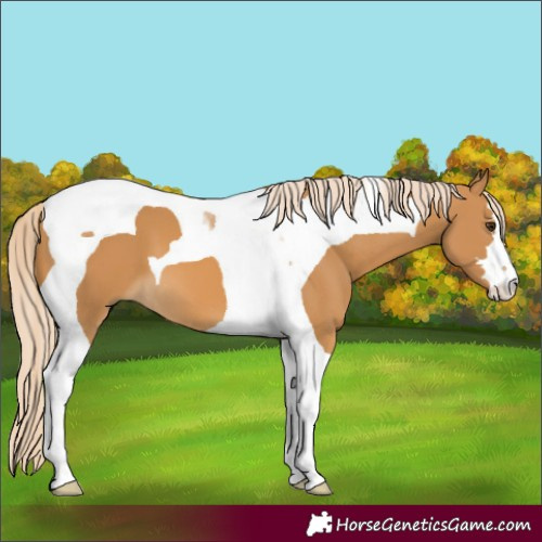 Horse Color:Palomino Tobiano 