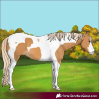 Horse Color:Palomino Tobiano 