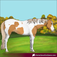 Horse Color:Palomino Tobiano