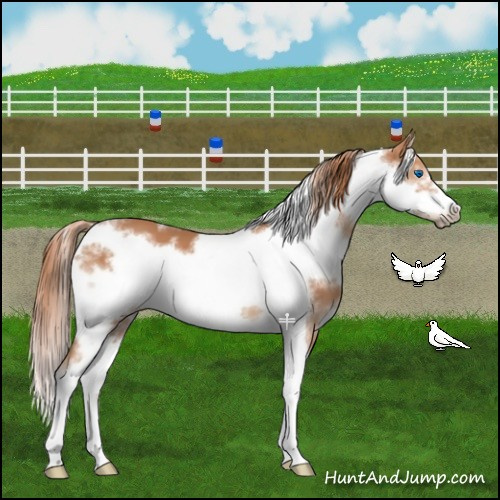 Horse Color:White Spotted Chestnut Splash Frame