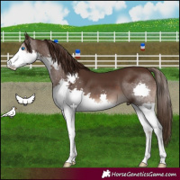 Horse Color:Liver Chestnut Splash 