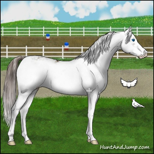 Horse Color:Liver Chestnut Sabino Splash 