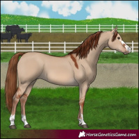 Horse Color:Red Dun 