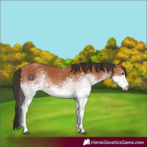 Horse Color:White Spotted Bay Rabicano
