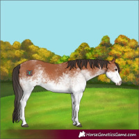 Horse Color:White Spotted Bay Rabicano 
