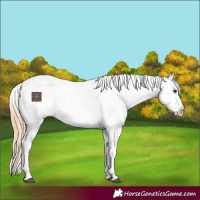 Horse Color:Red Roan Snowflake Varnish