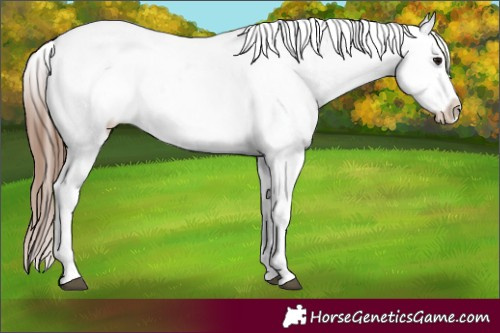 Horse Color:Bay Near Leopard