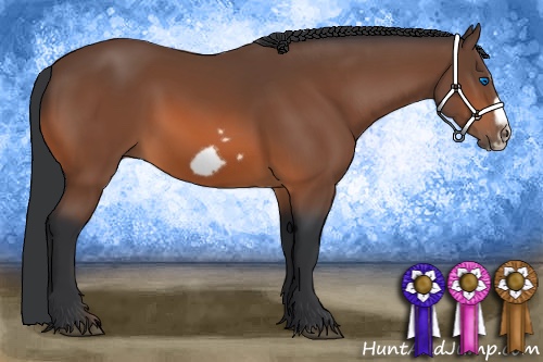 Horse Color:Bay Splash Frame 