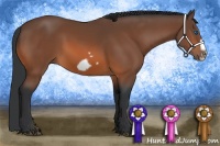 Horse Color:Bay Splash Frame