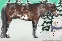 Horse Color:White Spotted Bay Sabino Frame 