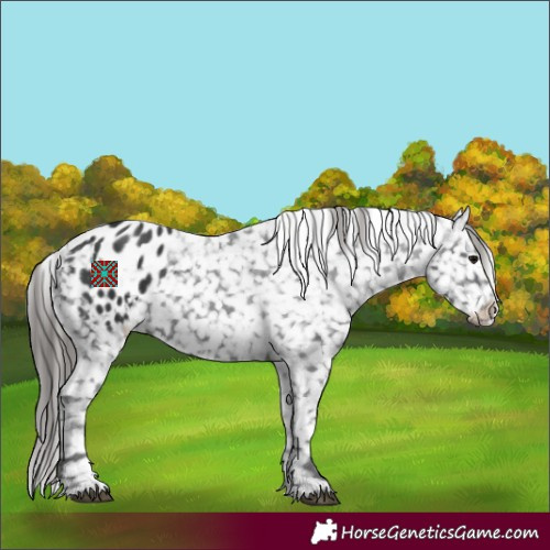 Horse Color:Black Appaloosa 