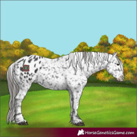 Horse Color:Black Appaloosa 