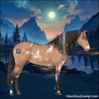 Horse Color:White Spotted Bay Roan