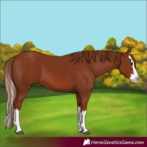Horse Color:Chestnut Splash 