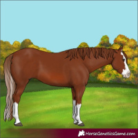 Horse Color:Chestnut Splash 
