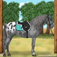 Horse Color:Black Appaloosa