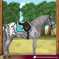 Horse Color:Black Appaloosa