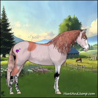 Horse Color:ERROR: UNKNOWN ANOMALY