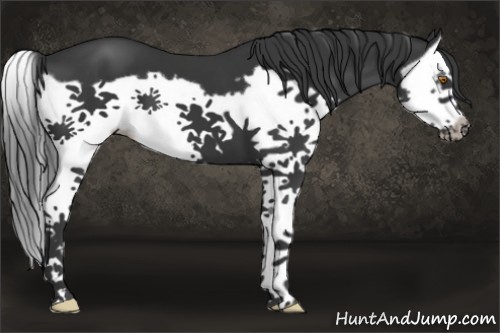 Horse Color:Black Splash Frame 